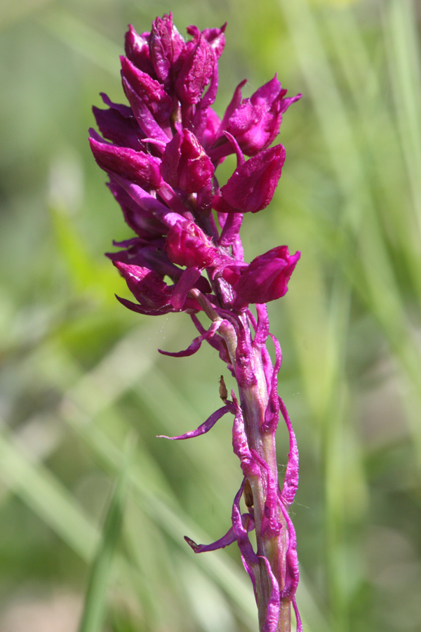 Pensavo fosse un''orchidea...invece?